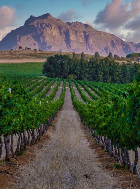 The Best Wine Regions in South Africa