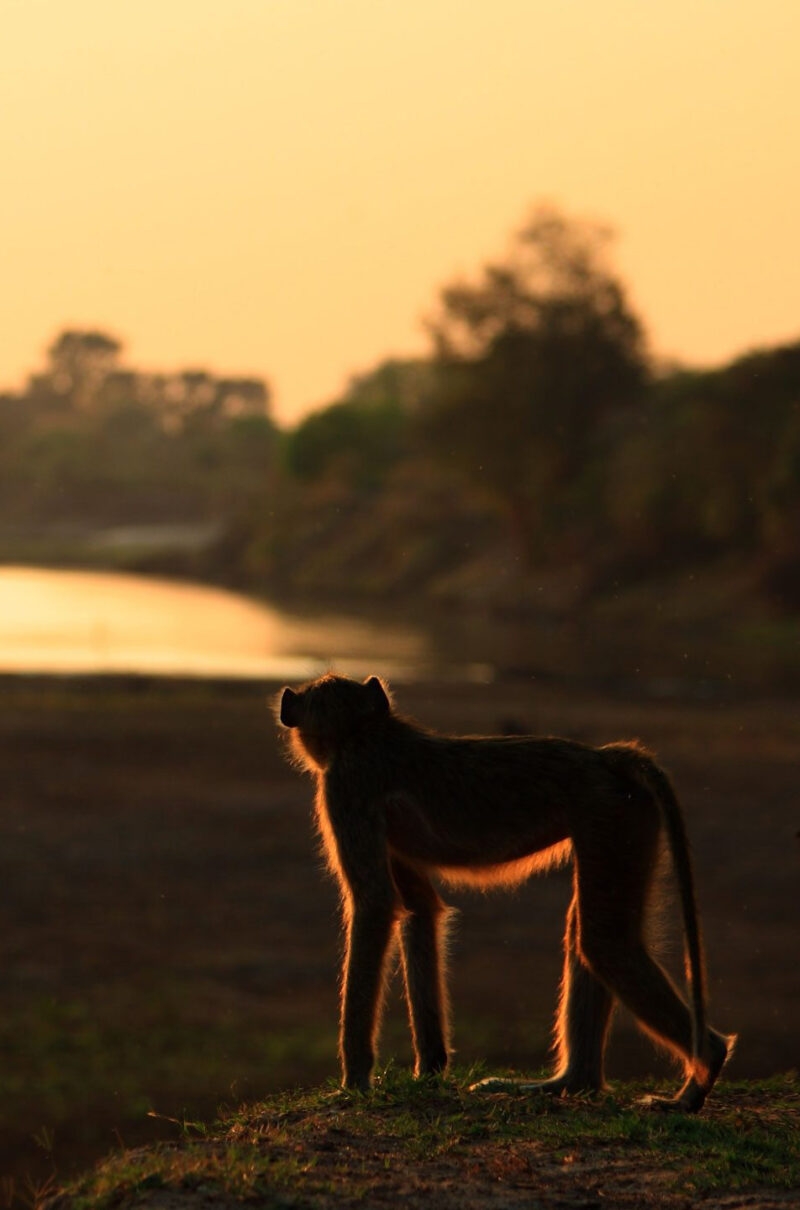 Silhouette of a baboon standing on a grassy ridge at sunset with golden light outlining its fur.