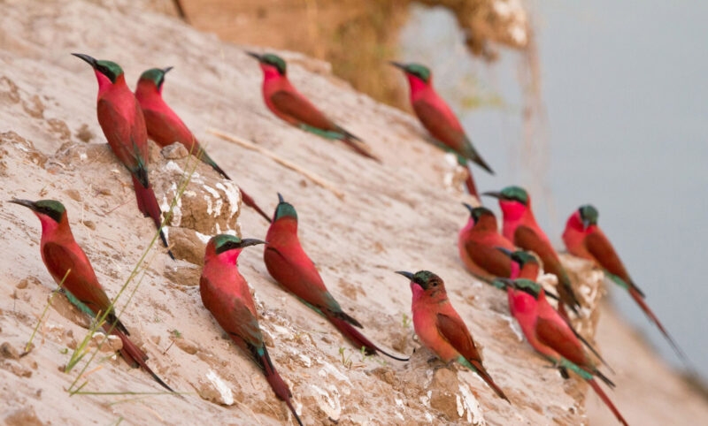 Group of bright red and turquoise birds perched on a sandy, light-colored slope overlooking a body of water.