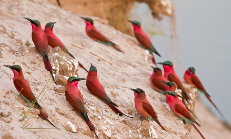 Group of bright red and turquoise birds perched on a sandy, light-colored slope overlooking a body of water.