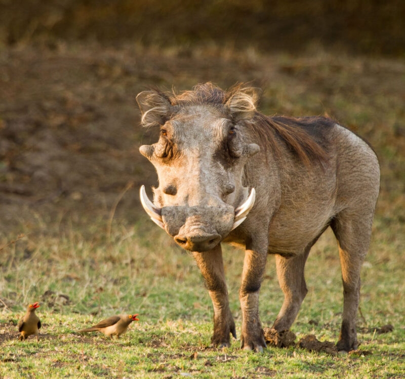 Front view of a warthog standing in a field with two small birds on the ground in the lower left corner.
