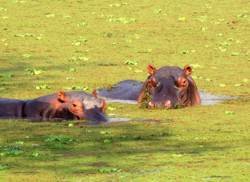 Two hippos swimming in a pond completely covered in a layer of thick green aquatic plants.