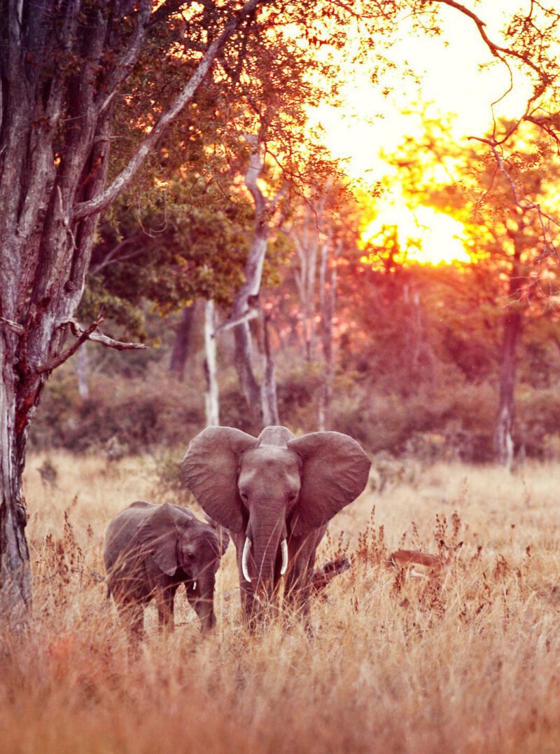 An adult elephant and a smaller elephant walking through dry grass in a forest at sunset.
