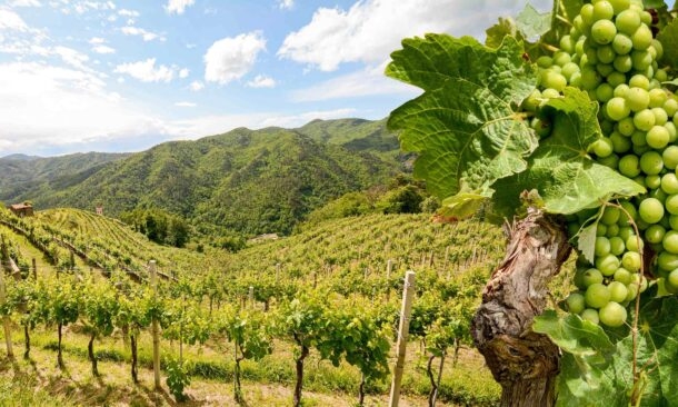 The best time to enjoy Wine Tour in Italy