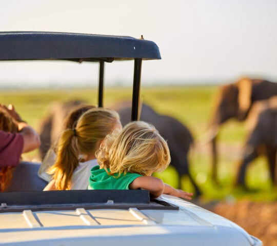 Blonde haired children watching African elephants from roof of a safari car.