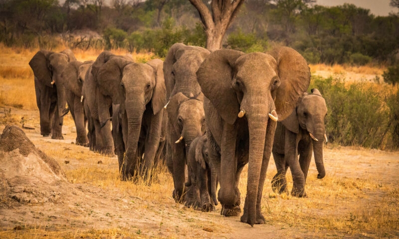 A family of elephants journey through Hwange National Park.