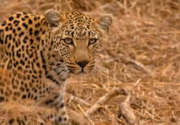 A Wild Adventure to Zambia and Zimbabwe