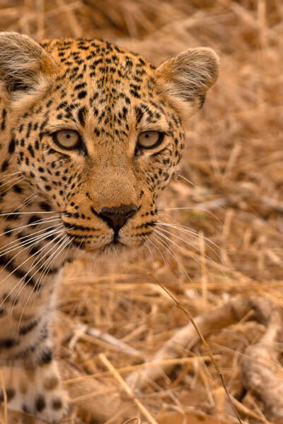 A Wild Adventure to Zambia and Zimbabwe