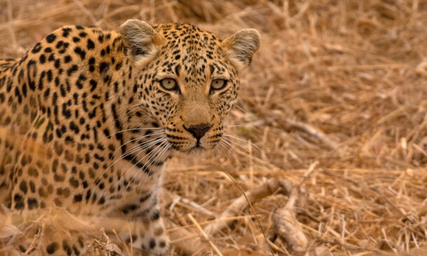 A Wild Adventure to Zambia and Zimbabwe