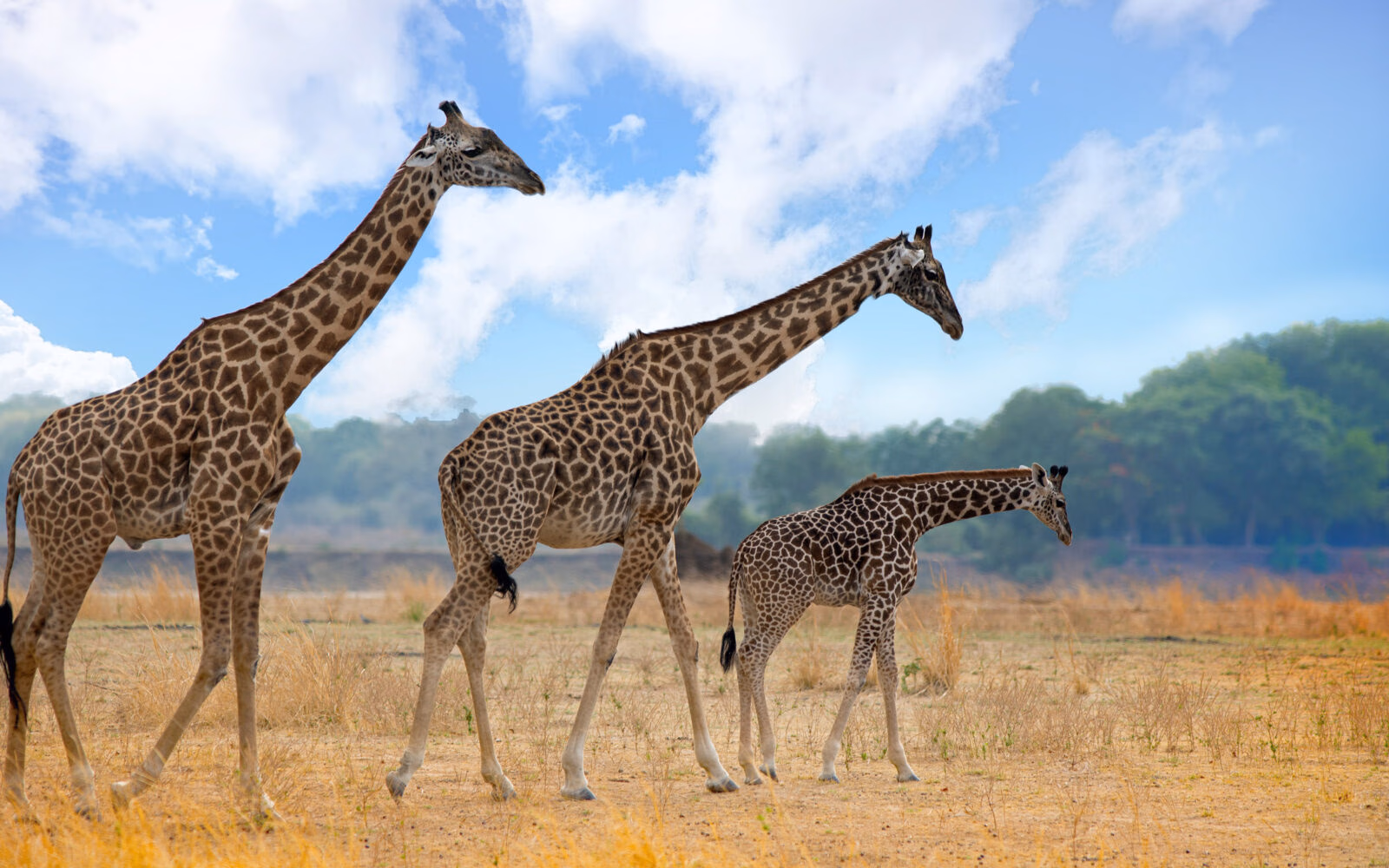 A trio of Thornicroft giraffes cross the plains in Zambia's South Luangwa National Park.