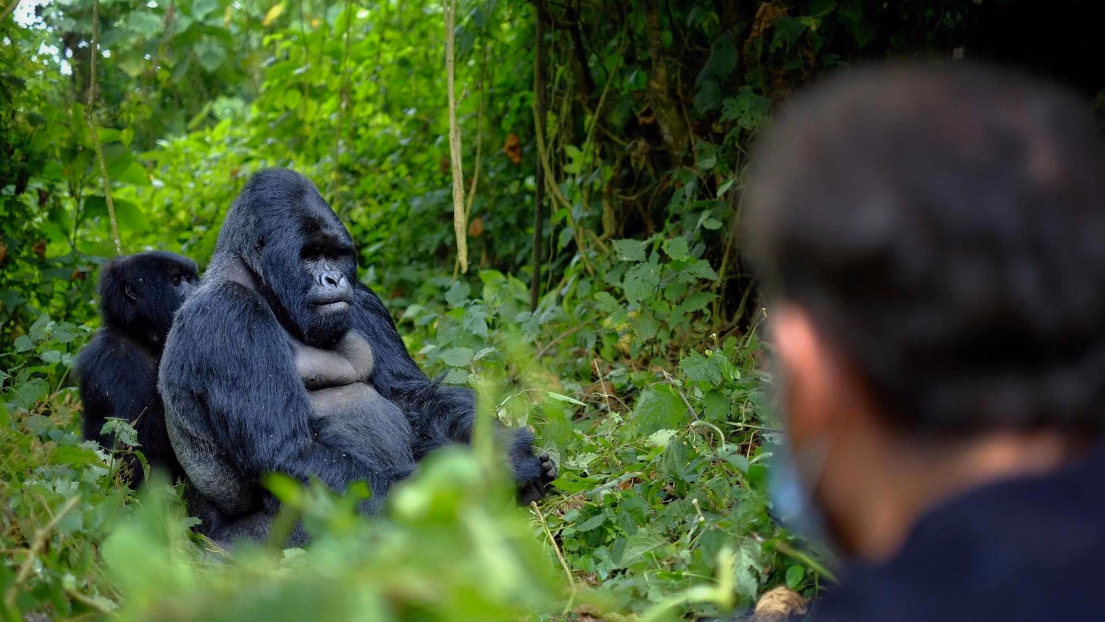 A tourist observing a mountain gorilla