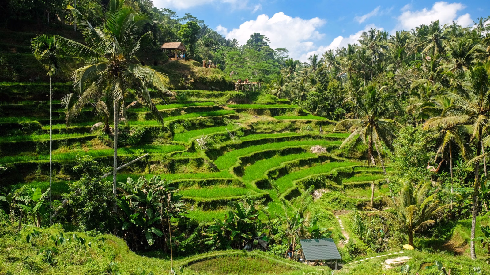Lush green terraced rice fields on a hillside surrounded by tropical palm trees under a bright blue sky.