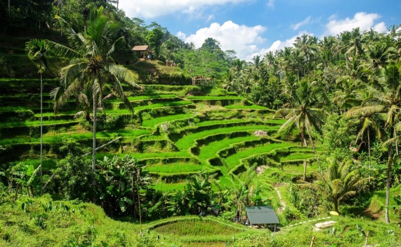 Lush green terraced rice fields on a hillside surrounded by tropical palm trees under a bright blue sky.