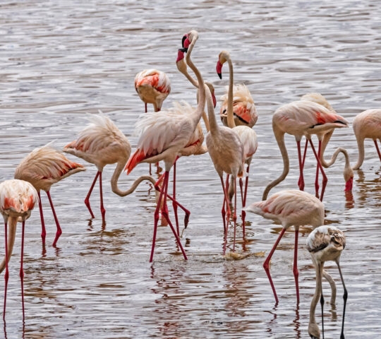 Flamingos at Lake Manyara National Park, Tanzania