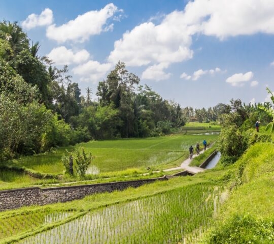 People cycling on a path through bright green fields and trees under a blue sky with white clouds.