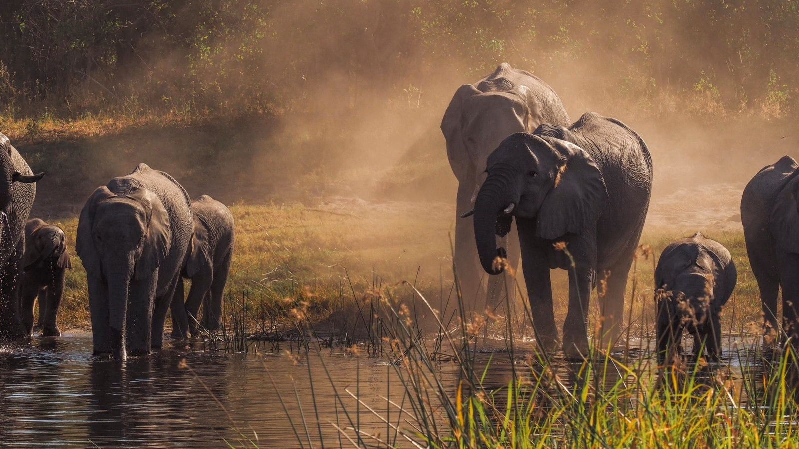A herd of adult and baby elephants walking through shallow water