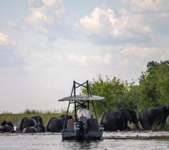 A man on a boat watches elephants crossing one of the waterways in Botwana's Linyanti region