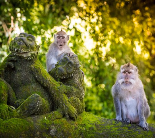 Two grey monkeys perched on top of mossy stone statues of monkeys in a green, leafy forest.