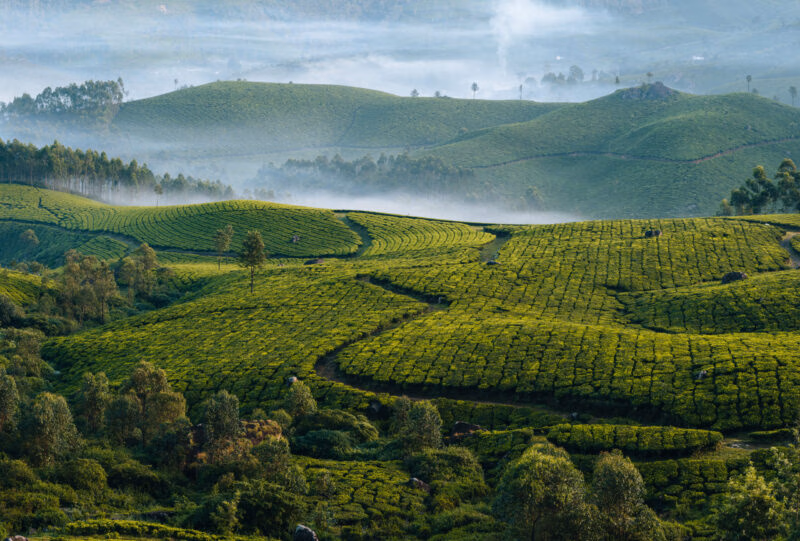 Morning foggy tea plantation in Munnar, Kerala, India. Mountain landscape panorama with mist in the valley.