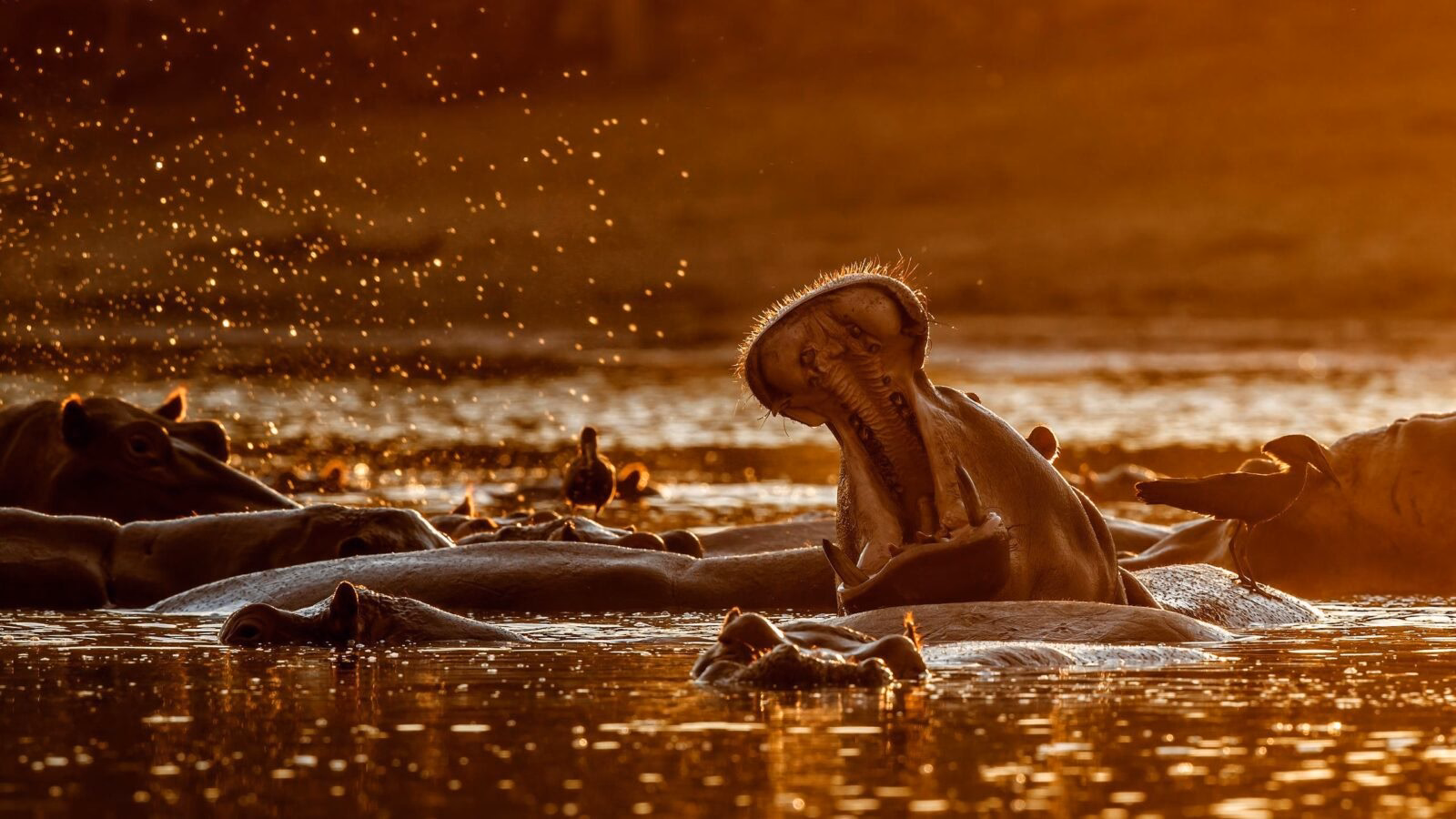 Hippos in Mana Pools, Zimbabwe