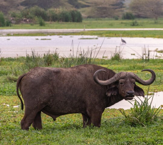 Adult Male African Buffalo Bull Standing Knee Deep in a Swamp in Tanzania