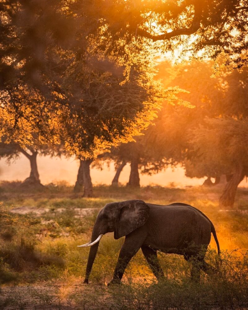 An elephant in Mana Pools national park, Zimbabwe