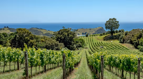 Taste wine on Waiheke Island preview image