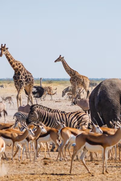 A Luxury Vacation to Namibia