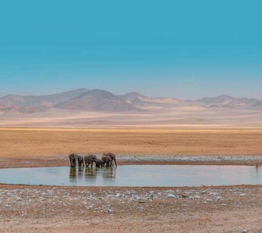 African elephants at a waterhole in Etosha National Park.