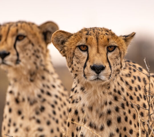 Close-up of two male cheetahs.