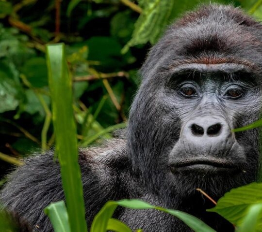 Mountain Gorilla in the wild, Africa