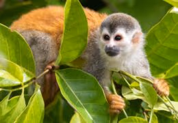 Highlights of Costa Rica and Panama