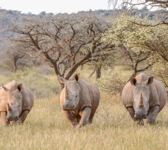 three white rhinos walking through the bush