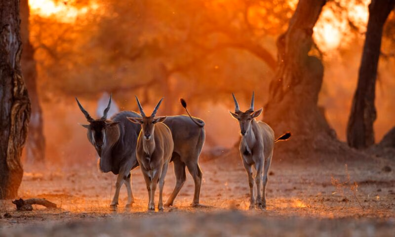 Three antelope at sunset in Mana Pools national park, Zimbabwe