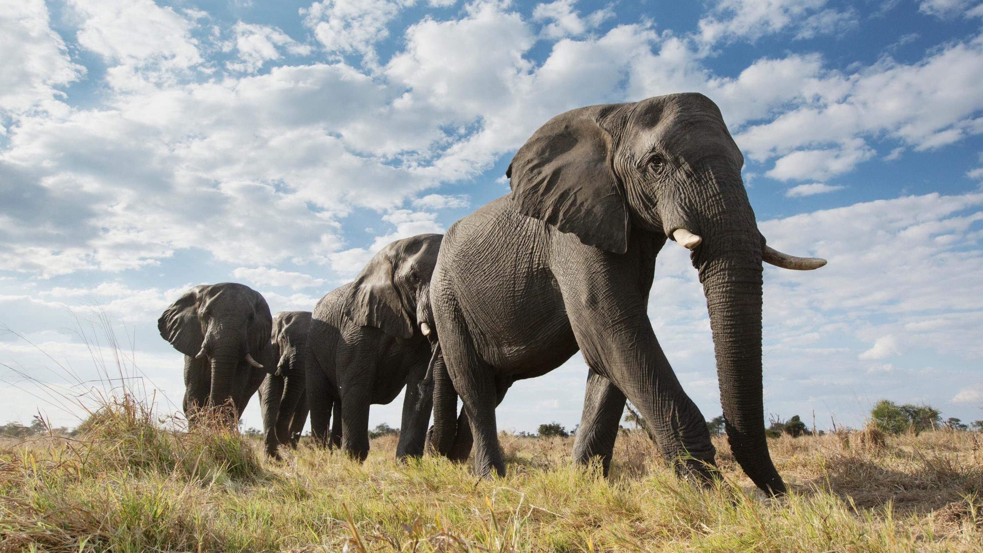 Elephants in Hwange National Park, Zimbabwe