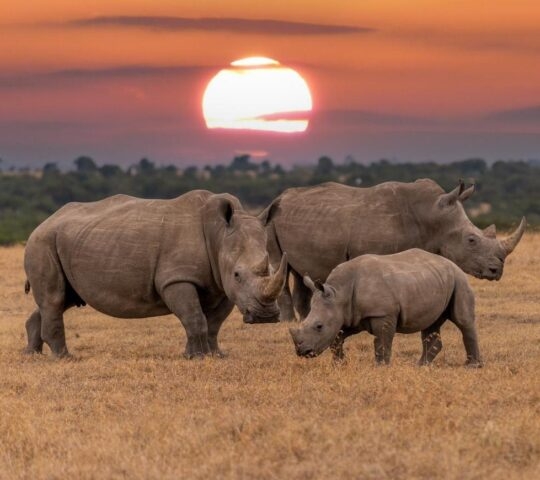 White rhino in Zimbabwe