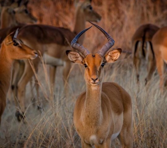 Impala in Hwange National Park, Zimbabwe