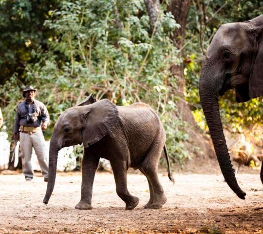 Walking safari at Wilderness Little Ruckomechi, Zimbabwe