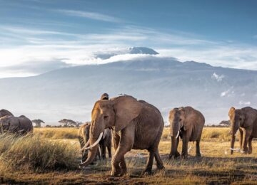 Amboseli thumbnail