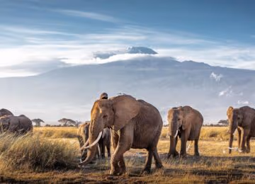 Amboseli thumbnail