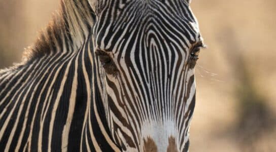 Spot Grevy's zebras and black rhinos preview image