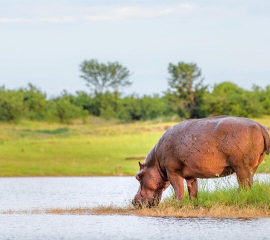 A hippo grazing by the water of Lake Kariba, Zimbabwe