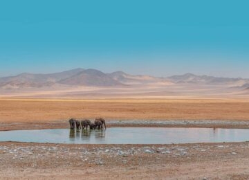 Etosha National Park thumbnail