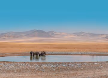 Etosha National Park thumbnail