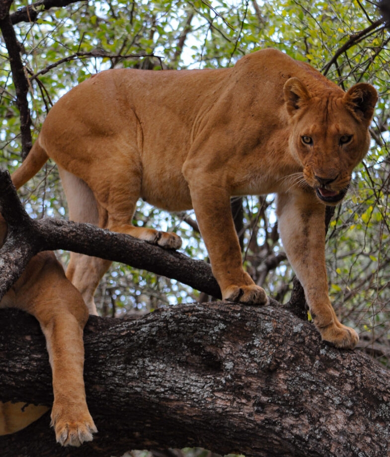A lioness in a tree in Lake Manyara National Park and giraffes stand with Mount Kilimanjaro in the background.