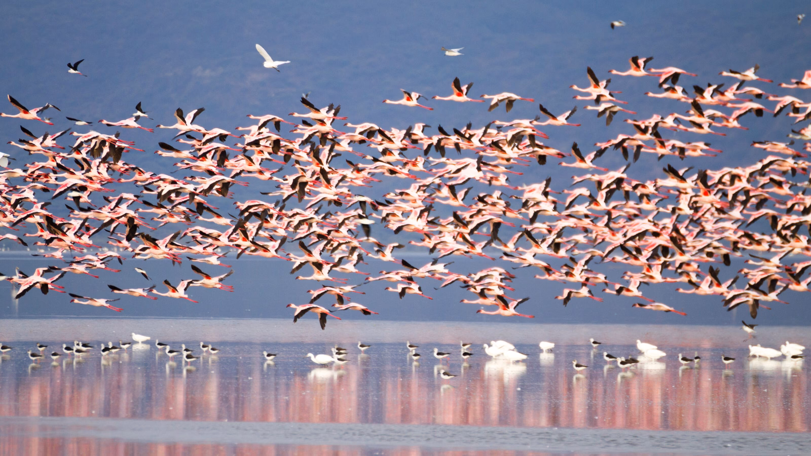 Flock of pink flamingos from Lake Manyara, Tanzania