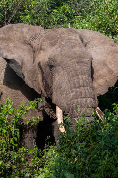 A Private Group Safari to Tanzania
