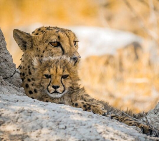 A close-up of a cheetah and its fluffy cub resting together on light-colored rocks.