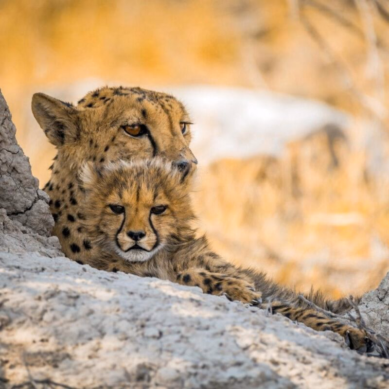 A close-up of a cheetah and its fluffy cub resting together on light-colored rocks.
