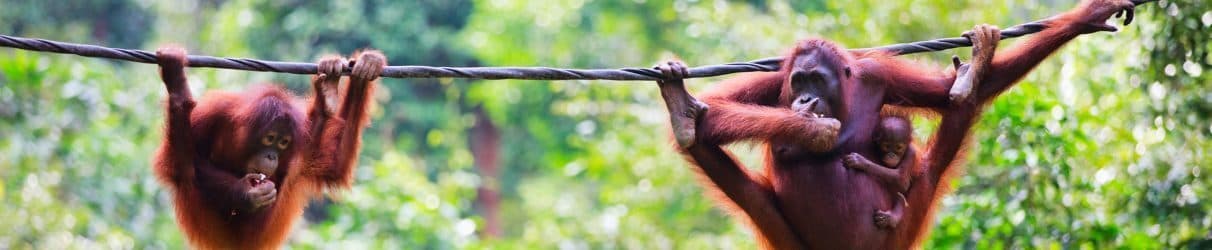 Top Rainforest and Jungle Lodges